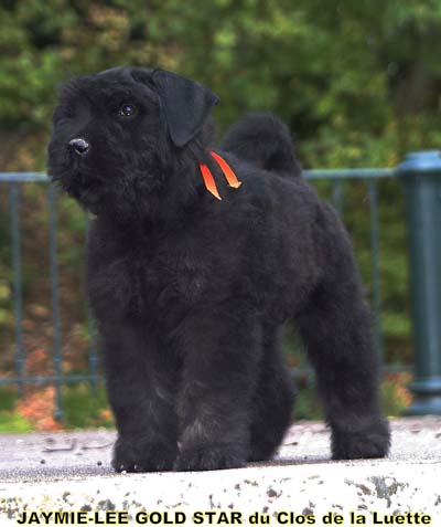 JAYMIE LEE © Elevage de bouviers des flandres du Clos de la Luette specialisé pour le bouvier des flandres Copyrigth depose